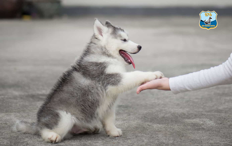 Cách huấn luyện chó Husky