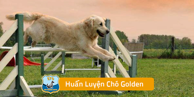 Huấn Luyện Chó Golden