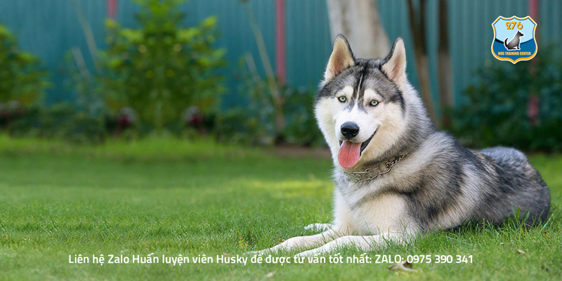 Huấn luyện chó Husky đi dạo ngoan ngoãn