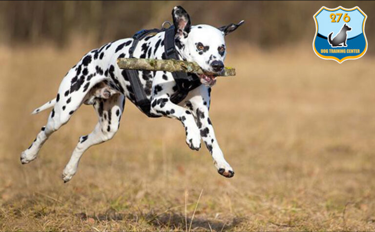 [Chia Sẻ] Cách Huấn luyện chó Đốm (Dalmatian) Tại Nhà - Trường Huấn ...