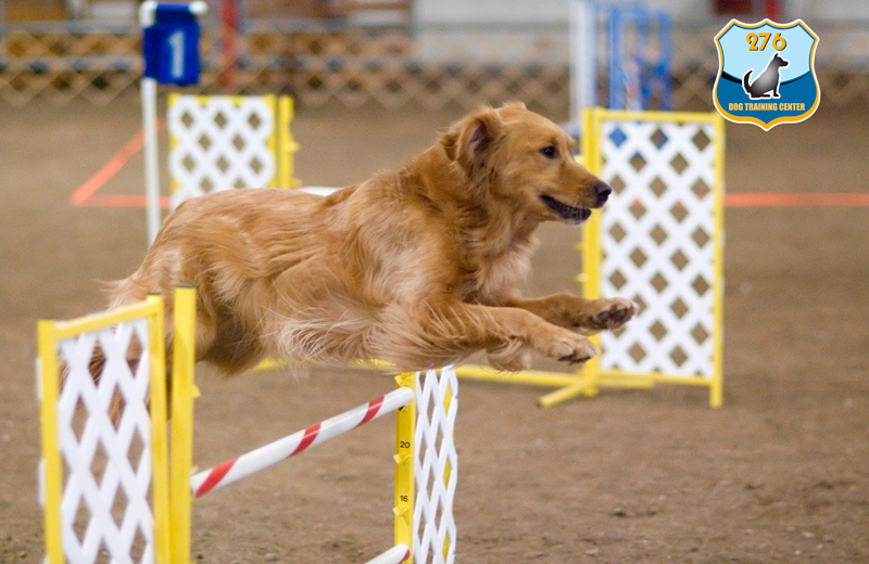 Lịch trình huấn luyện chó Golden từ cơ bản đến nâng cao